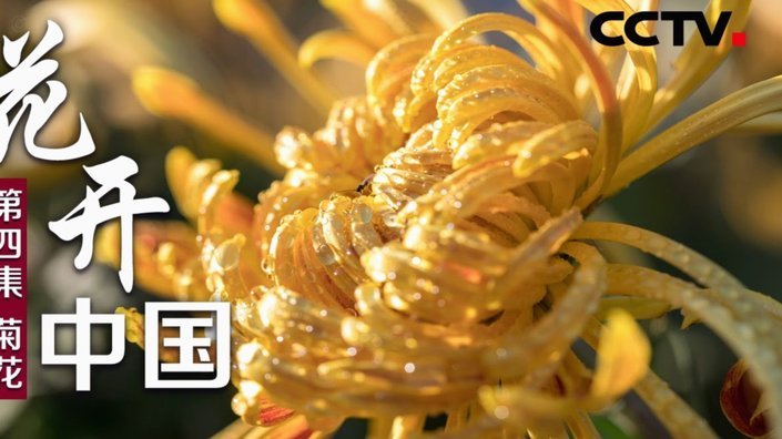 花呗转现平台 频现问题