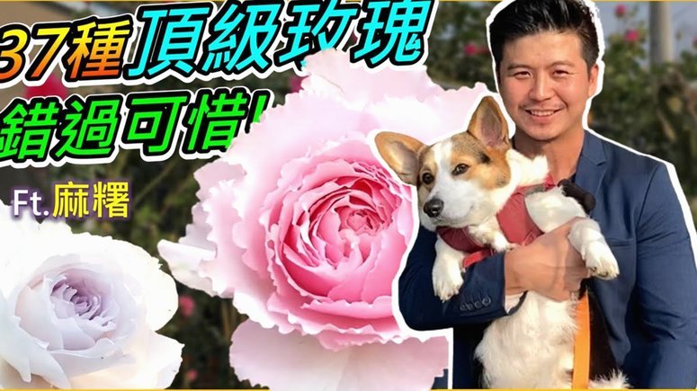 花呗现在停用了吗