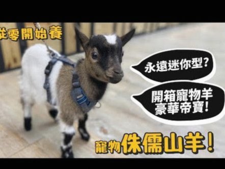 羊小咩购物额度巧妙提升指南