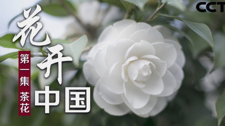 套现花呗平台 套现可靠吗