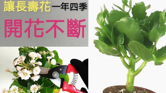 花呗秒套平台：额度优化背后的三大风险