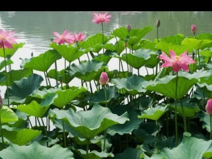 花呗秒套平台怎么样