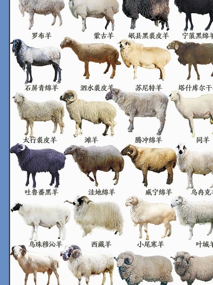 深度解析：羊小咩平台的正规性真相