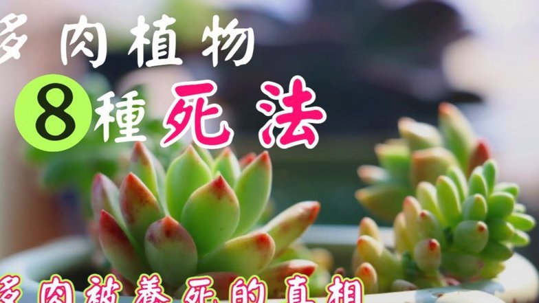 拿去花取现为何消失背后套路解析
