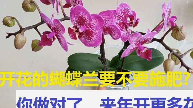 花呗是正规平台吗合法吗
