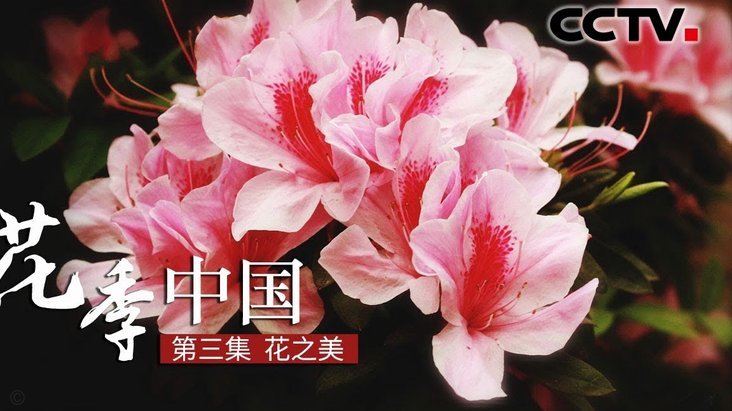 花呗最低还款变了规则吗？