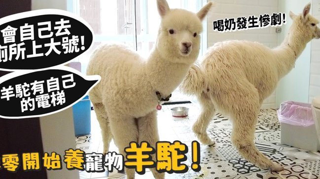 羊小咩300额度能安全套现吗？