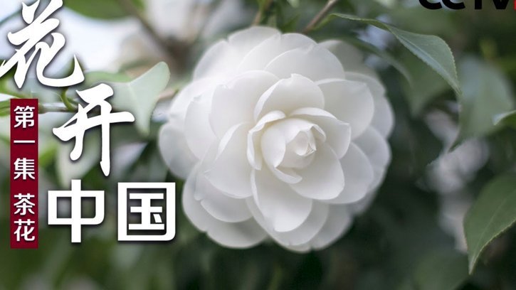 花呗出现的问题