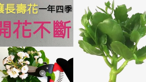 拿去花额度管理与使用技巧